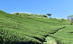 台灣高山茶