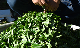 茶葉批發